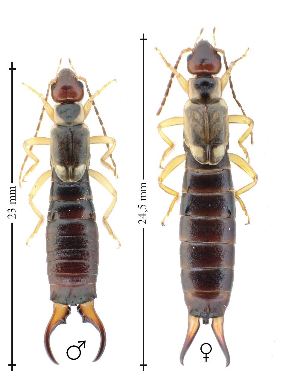 Dermaptères courcelles